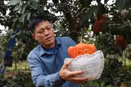 Bưởi đỏ Đông Cao tạo hình "Tài - Lộc " độc lạ hút khách dịp Tết Nguyên đán