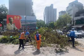 Hà Nội: Tập trung xử lý cây xanh gãy đổ, bảo đảm an toàn giao thông