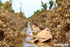 Người dân trồng quất Tứ Liên 'tất bật' khôi phục lại những thiệt hại sau bão lũ