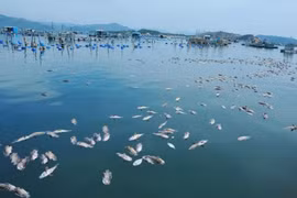 Nguyên nhân gì khiến hàng chục tấn tôm hùm ở Phú Yên chết hàng loạt?