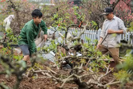 Hà Nội: Người dân Nhật Tân tất bật "hồi sinh" đào sau Tết