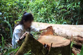 Gia Lai giảm gần 65.000 ha rừng tự nhiên, nguyên nhân do đâu?