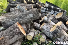 Chư Prông (Gia Lai): Rừng tự nhiên tại khu vực biên giới xã Ia Mơ đang bị “bức tử”