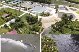 “HTX Hoàng Phát có dấu hiệu gây ô nhiễm môi trường?”: Phát lộ nhiều sai phạm trong hoạt động chăn nuôi!