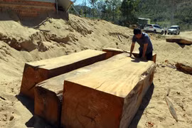 Kon Tum: Khởi tố, bắt tạm giam 5 đối tượng đốn hạ hàng chục khối gỗ