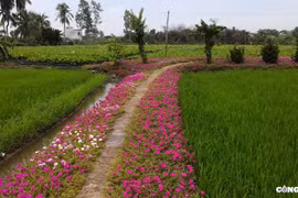 Đường hoa mười giờ - tọa độ "sống ảo" đẹp mê ly được giới trẻ yêu thích