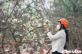 Hà Nội: Hoa lê rừng hút khách Thủ đô sau Tết Nguyên đán
