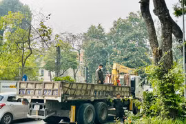 TP.HCM tổng rà soát cây xanh giữa mùa mưa