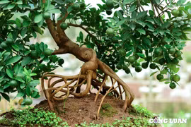 Những cây quất mộc căn sở hữu bộ rễ 'khủng' có giá hàng chục triệu đồng
