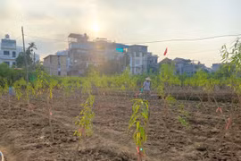 Làng đào Nhật Tân trồng hoa cúc, su hào để bán Tết