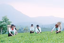 Đánh thức tiềm năng OCOP: "Đặc sản" hút khách du lịch đến vùng DTTS Phú Thọ