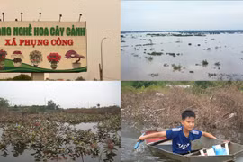 Hưng Yên: Người dân Văn Giang mất trắng hoa màu vì ngập lụt