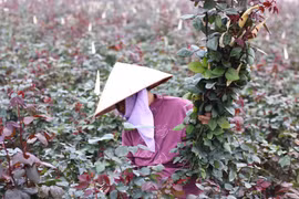 Người dân trồng hoa Mê Linh tất bật thu hoạch trước ngày 8/3