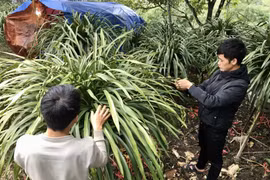 Nhộn nhịp chợ hoa địa lan Sa Pa trên mạng dịp cận Tết