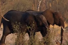 Thiếu lương thực, Namibia có kế hoạch giết hơn 700 động vật gồm cả voi và hà mã