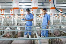 Nông nghiệp BAF chào bán 65 triệu cổ phiếu, huy động 1.000 tỷ đồng