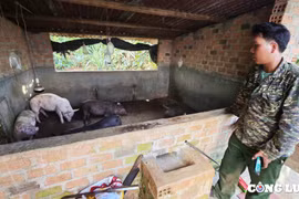 Chư Păh (Gia Lai): Lợn chết bất thường dương tính với vi rút Dịch tả lợn Châu Phi