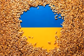 Ukraine đạt kỷ lục sản xuất 70 triệu tấn ngũ cốc và hạt dầu