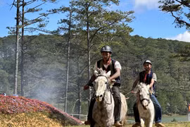 Sẽ có giải đua ngựa tại Festival Hoa Đà Lạt