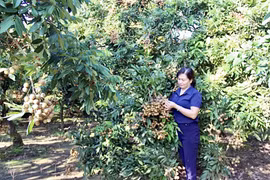 Hưng Yên: Triển khai nhiều hoạt động xúc tiến tiêu thụ nhãn
