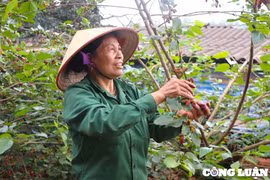 Dân ngoại thành Hà Nội lợi nhuận tiền triệu mỗi ngày từ việc trồng dâu tằm