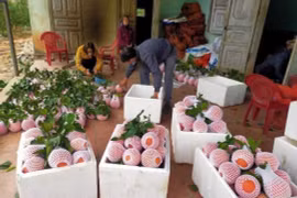 Bưởi đỏ Luận Văn tiến vua hút khách dịp cận Tết, thương lái tranh nhau đặt cọc