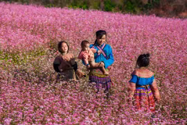 Khai mạc Lễ hội hoa tam giác mạch trên Cao nguyên đá Đồng Văn