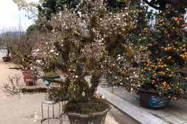 Lào Cai Hội hoa xuân tràn ngập đào, quất, lan đẹp nhưng ít người mua