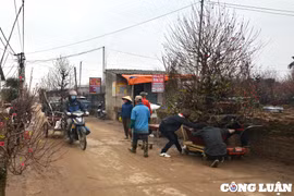 Nghề xe ôm vận chuyển đào dịp Tết kiếm tiền triệu mỗi ngày