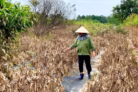 Thủ phủ đào Nhật Tân tan hoang sau bão lịch sử