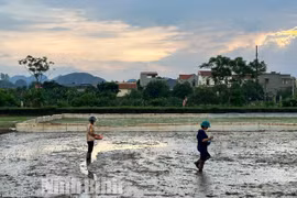 Ninh Bình: Khẩn trương khắc phục diện tích lúa bị thiệt hại do mưa, úng