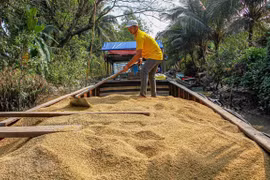 Gạo Việt tăng trưởng "thần tốc" nhưng vẫn có "sạn"