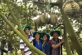Phân bón Phú Mỹ: Bí quyết cho cây dưa và sầu riêng ở miền Trung - Tây Nguyên những mùa bội thu