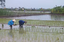Nam Định: Nhiều biện pháp để phục hồi đất, chống hạn hán và sa mạc hóa