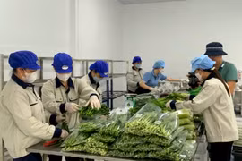 Sản phẩm OCOP đưa rau Văn Đức tự tin xuất ngoại