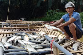 Thanh Hóa: Nguyên nhân cá chết hàng loạt trên sông Mã