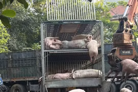 Tuyên Quang: Phát hiện 7,2 tấn lợn nhiễm tả lợn châu Phi đã chết, nằm 'phơi bụng'