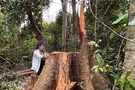 Quản lý yếu kém, một Công ty lâm nghiệp ở Gia Lai để người dân lấn chiếm hơn 600ha đất