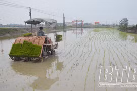 Thái Bình hoàn thành gieo cấy lúa xuân đúng khung thời vụ