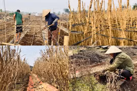 Hà Nội: Cúc họa mi mất mùa sau bão