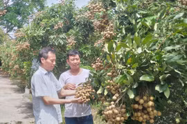 Hưng Yên: Tích cực mở rộng diện tích sản xuất và gia tăng giá trị sản phẩm nông nghiệp hữu cơ