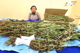 Lào Cai: Phát hiện đối tượng trồng trái phép gần 800 cây thuốc phiện trong vườn nhà