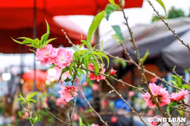 Hà Nội: Đào, quất xuống phố phục vụ người dân chơi Tết sớm