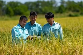 Mùa vàng về trên cánh đồng '5 không' tại Vinamilk Green Farm