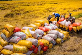 Hạt gạo làng ta đi ra thế giới