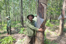Gia Lai: Kỳ lạ hàng trăm ha cao su vô chủ trên đất rừng vẫn được khai thác thường xuyên
