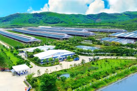 Hệ sinh thái 'Net Zero' vượt ra ngoài những trang trại xanh của Vinamilk