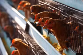 Cúm A/H5N1: Các nguồn gây bệnh nhiều và khó nắm bắt