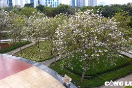 Đến năm 2025, Hà Nội cơ bản hoàn thành cải tạo, đầu tư nâng cấp các công viên, vườn hoa