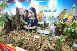 Lễ hội Sâm và hương liệu, dược liệu quốc tế TP HCM thu hút nhiều du khách tham quan
